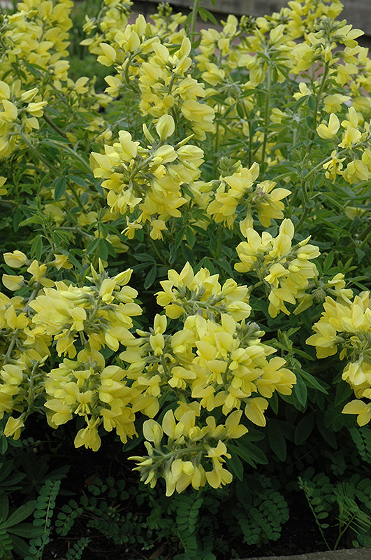 Baptisia tinctoria (Wild Yellow Indigo) *TB*