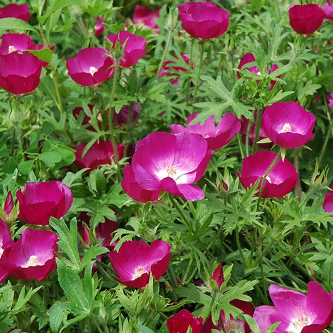 Callirhoe involucrata (Purple Poppy Mallow) *TB*