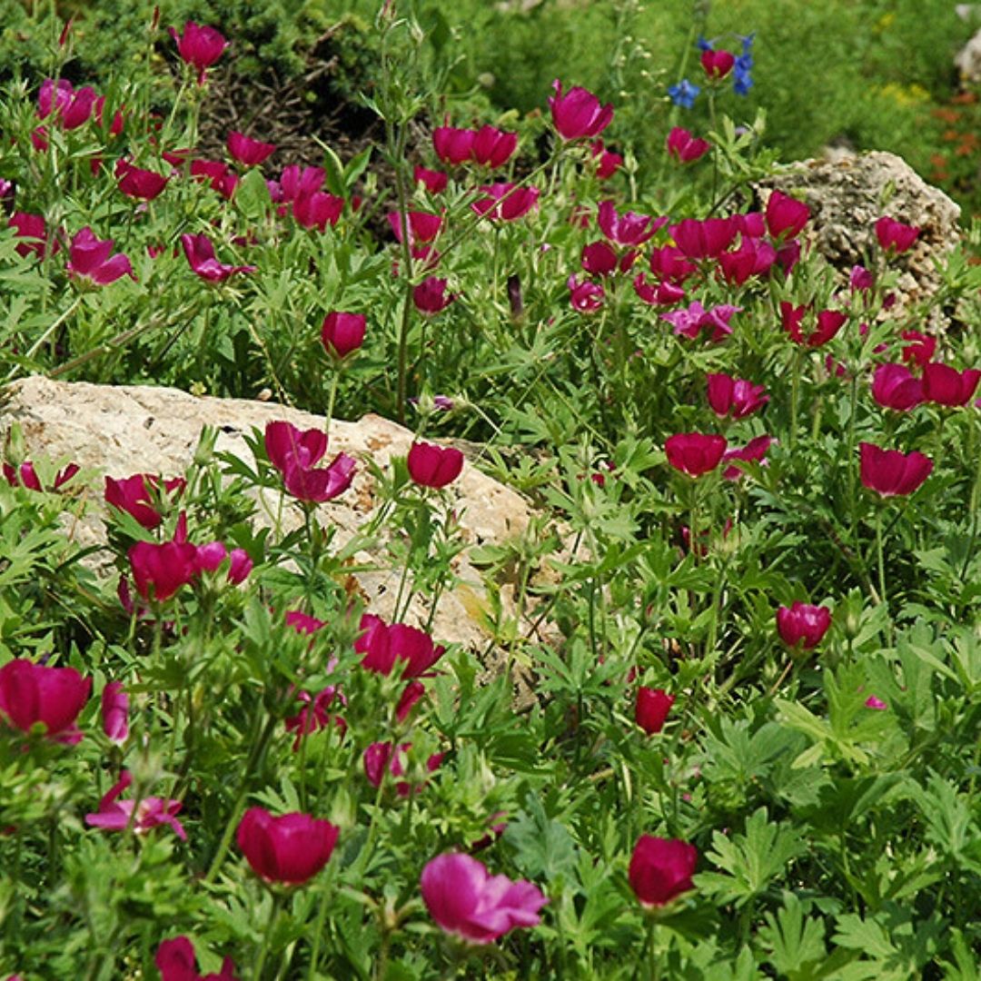 Callirhoe involucrata (Purple Poppy Mallow) *TB*