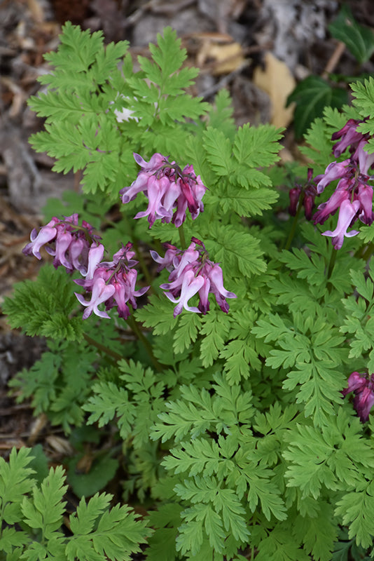 Dicentra eximia (Wild Bleeding Heart) *TB*