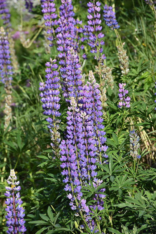 Lupinus perennis (Wild Lupine)