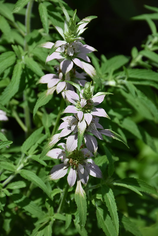 Monarda punctata (Spotted Beebalm) *TB*