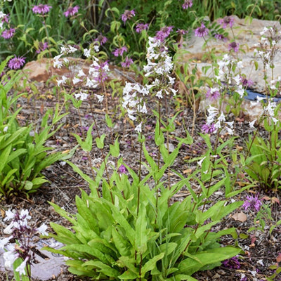 Penstemon digitalis (White Beardtongue) *TB*