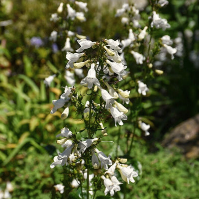 Penstemon digitalis (White Beardtongue) *TB*