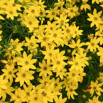 Coreopsis verticillata (Whorled Tickseed) *TB*