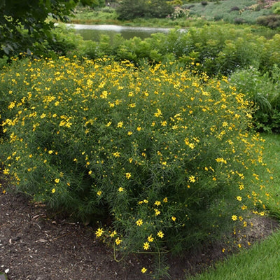 Coreopsis verticillata (Whorled Tickseed) *TB*