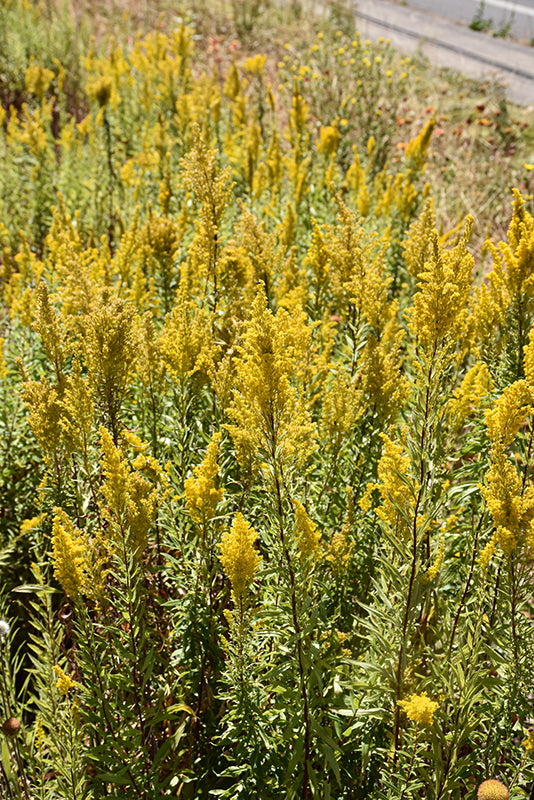 Solidago speciosa (Showy Goldenrod) *TB*