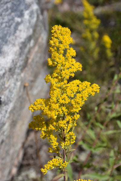 Solidago speciosa (Showy Goldenrod) *TB*