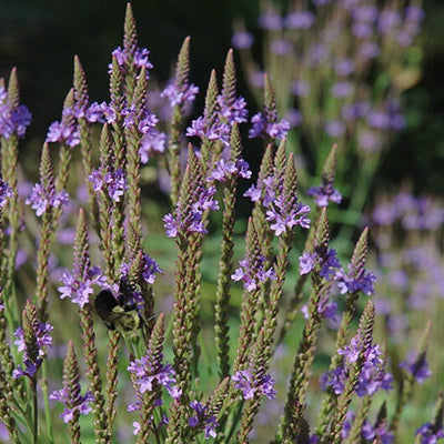 Verbena hastata (Blue Verbena) *TB*