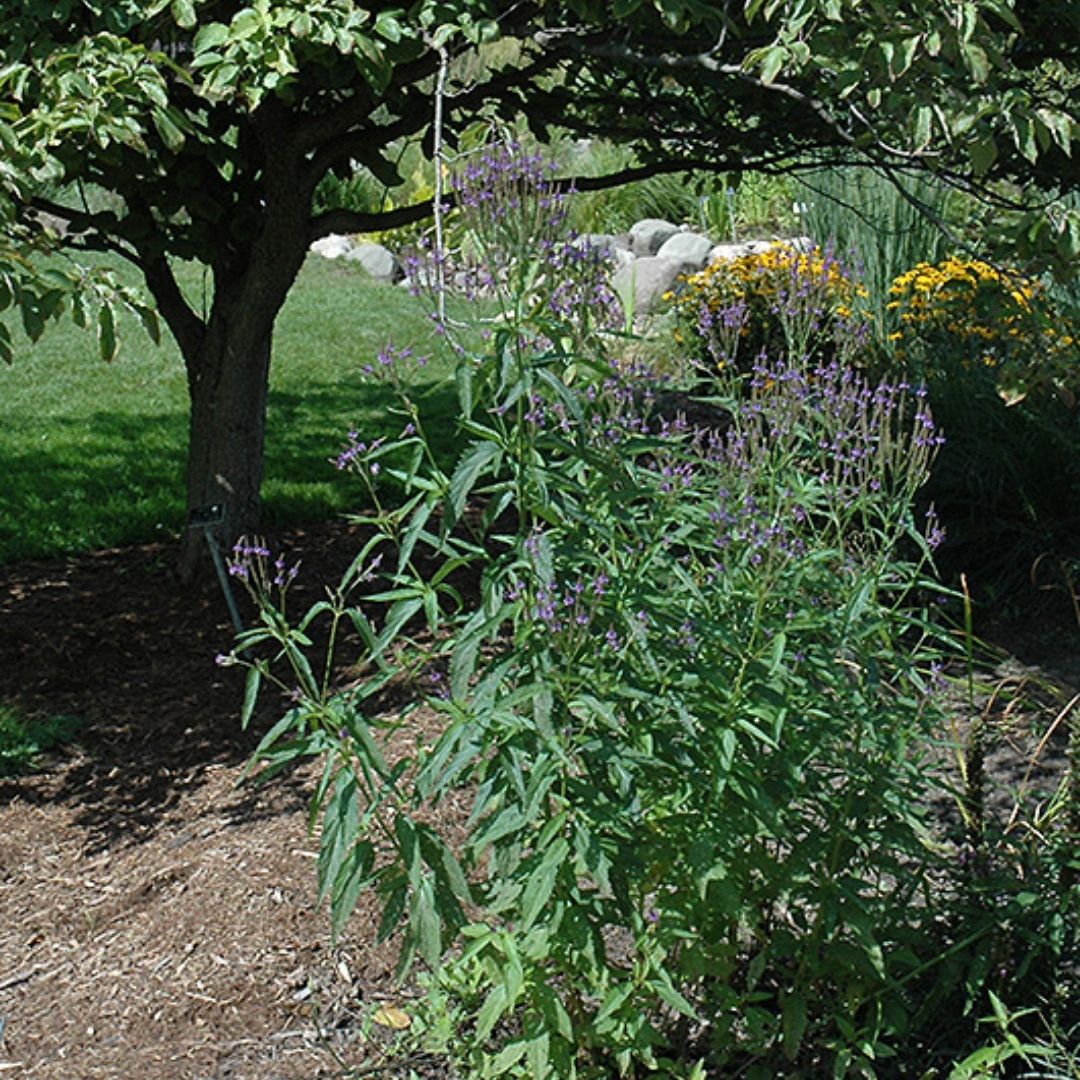 Verbena hastata (Blue Verbena) *TB*