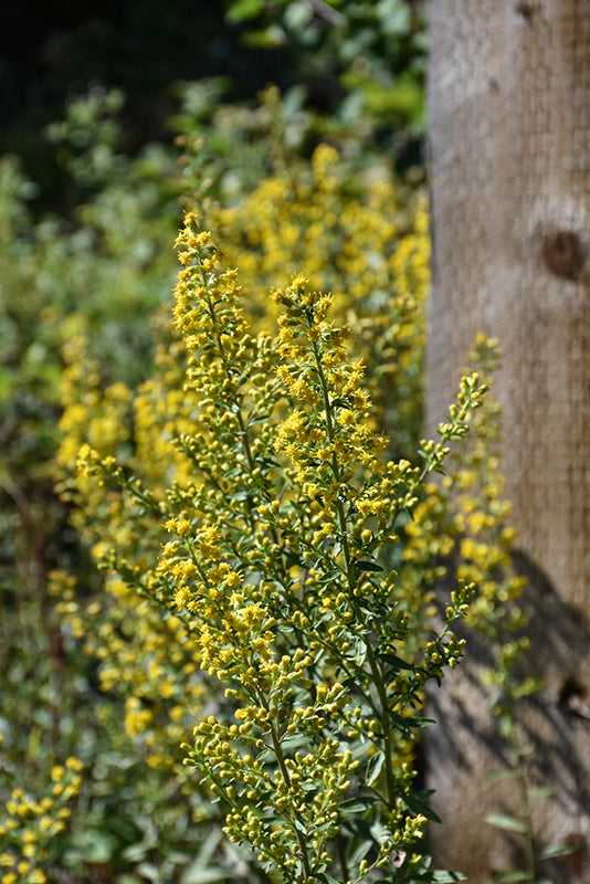 Solidago flexicaulis (Zigzag Goldenrod) *TB*