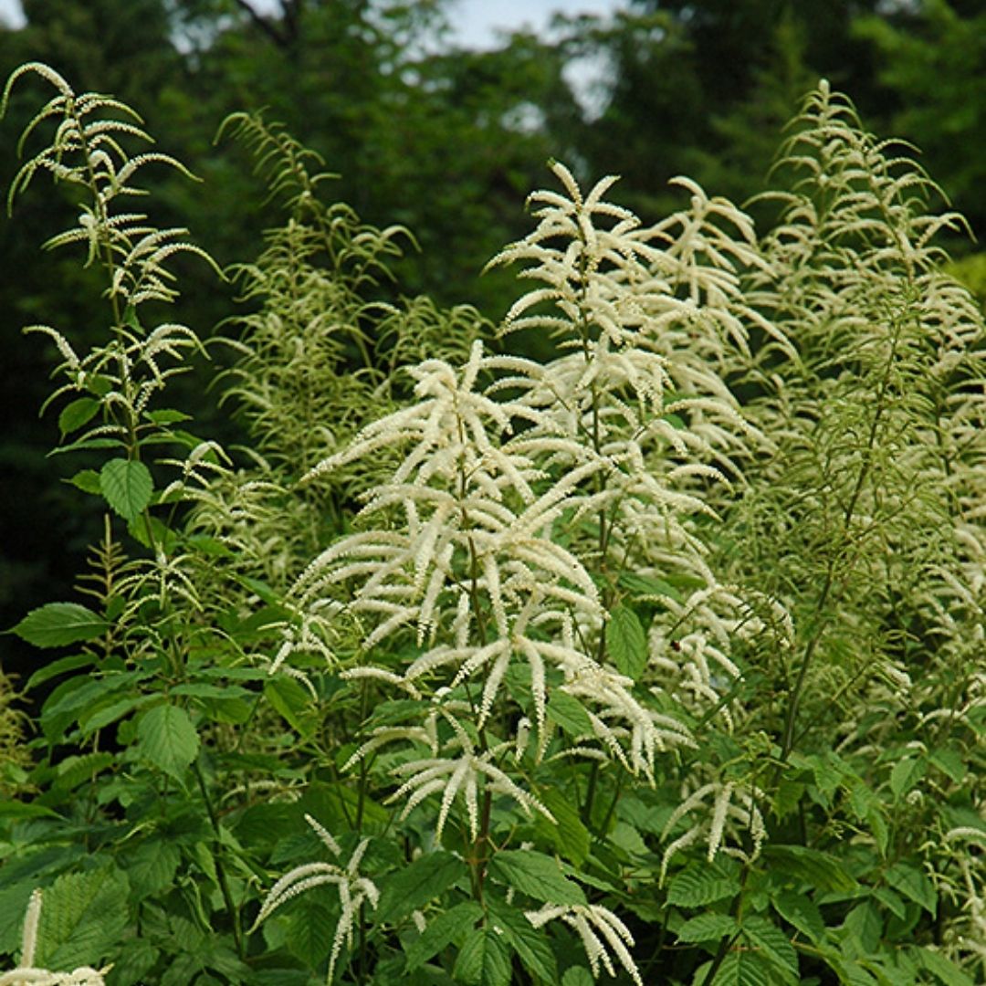 Aruncus dioicus (Goat's Beard) *TB*