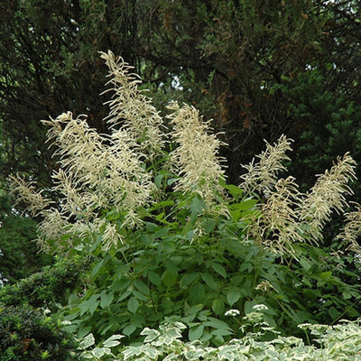 Aruncus dioicus (Goat's Beard) *TB*