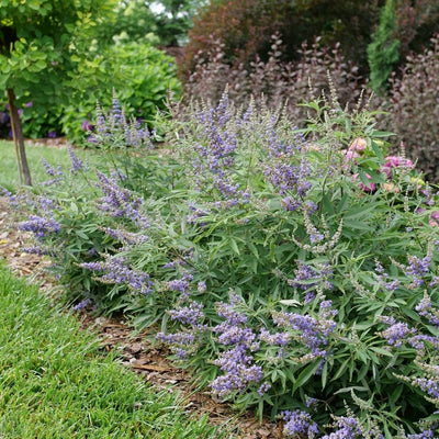 Vitex Rock Steady™ (PW)