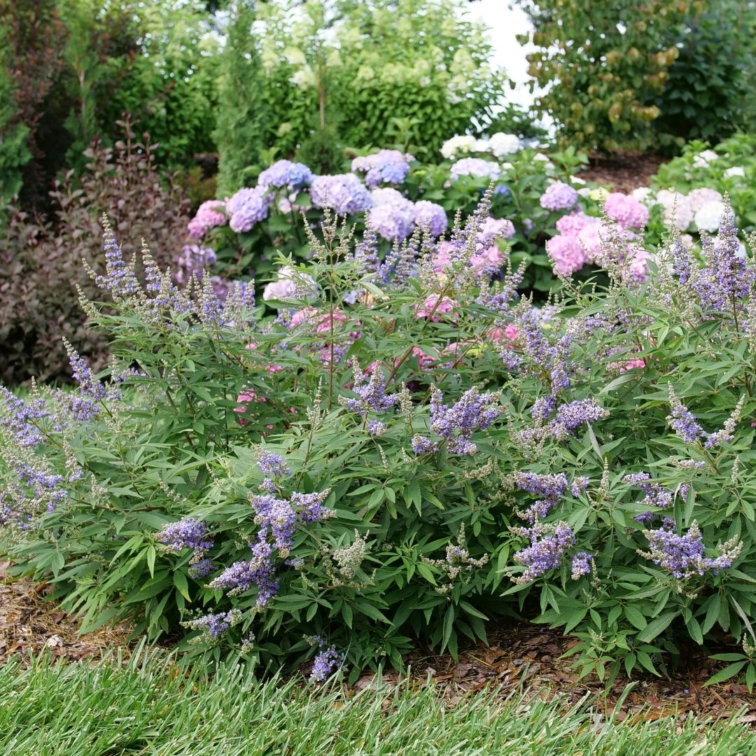 Vitex Rock Steady™ (PW)