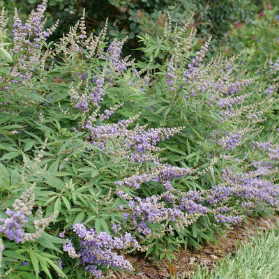 Vitex Rock Steady™ (PW)