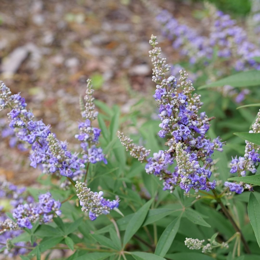 Vitex Rock Steady™ (PW)