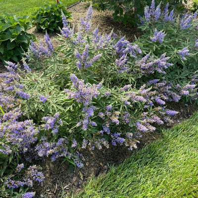 Vitex Rock Steady™ (PW)