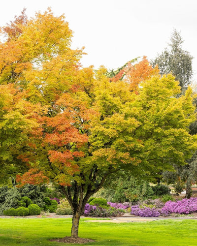 Coral Bark Japanese Maple #5-Super