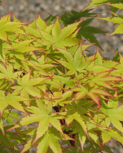 Coral Bark Japanese Maple #5-Super