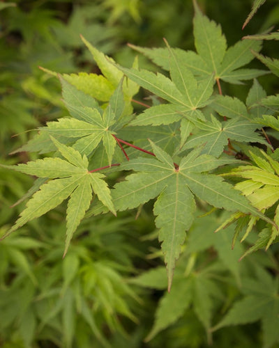 Coral Bark Japanese Maple #5-Super