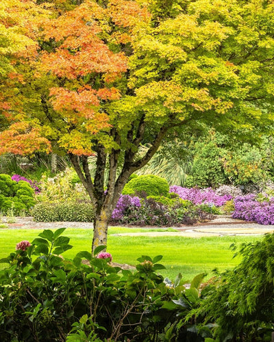 Coral Bark Japanese Maple #5-Super