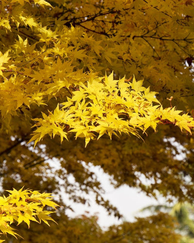 Coral Bark Japanese Maple #5-Super