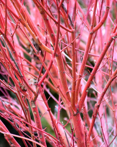 Coral Bark Japanese Maple #5-Super