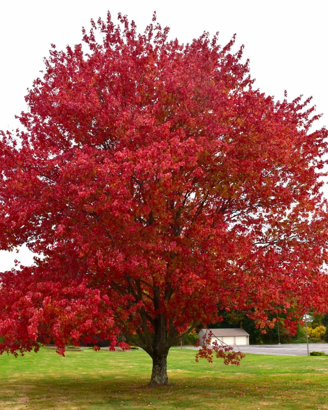 Red Maple #7 3/4"