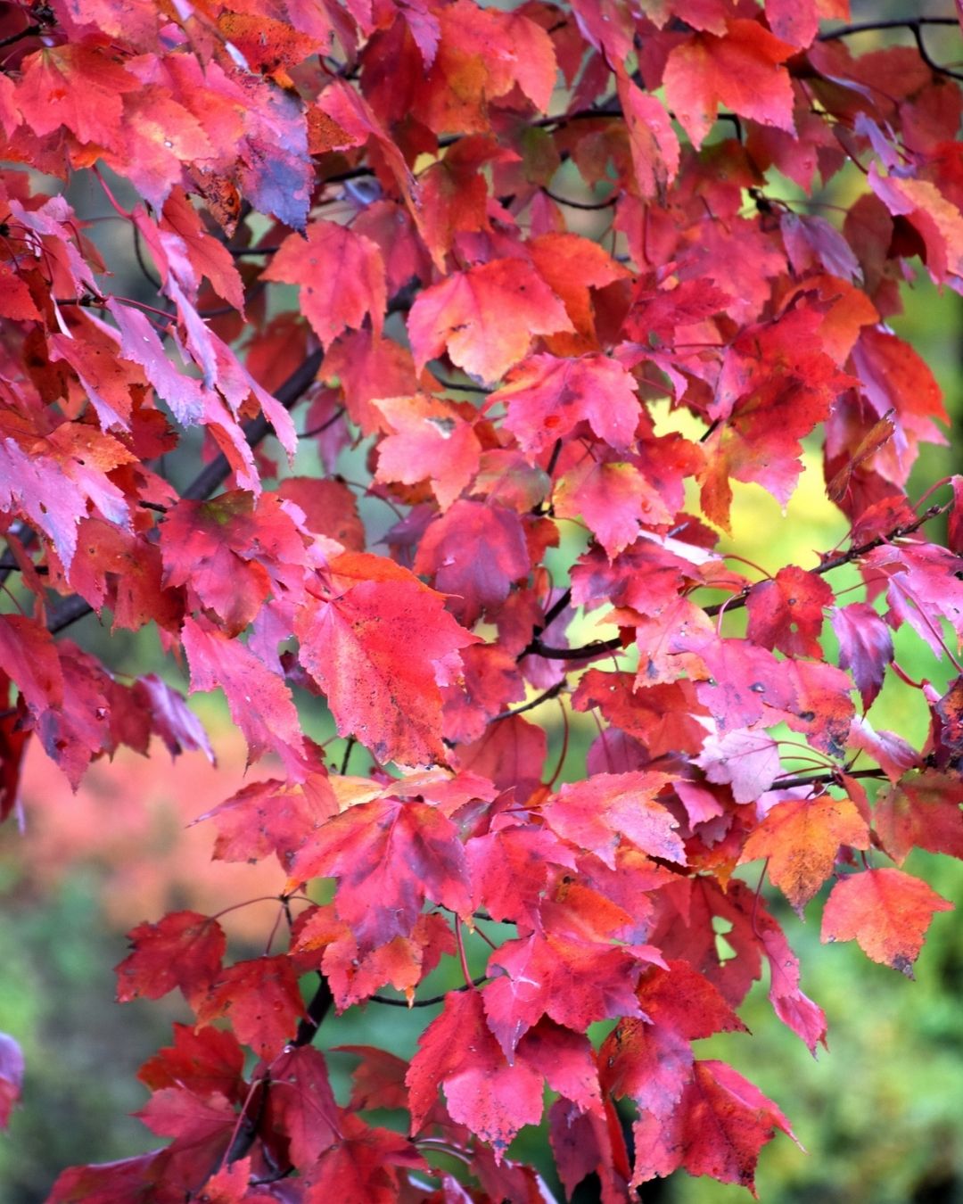 Red Maple #7 3/4"