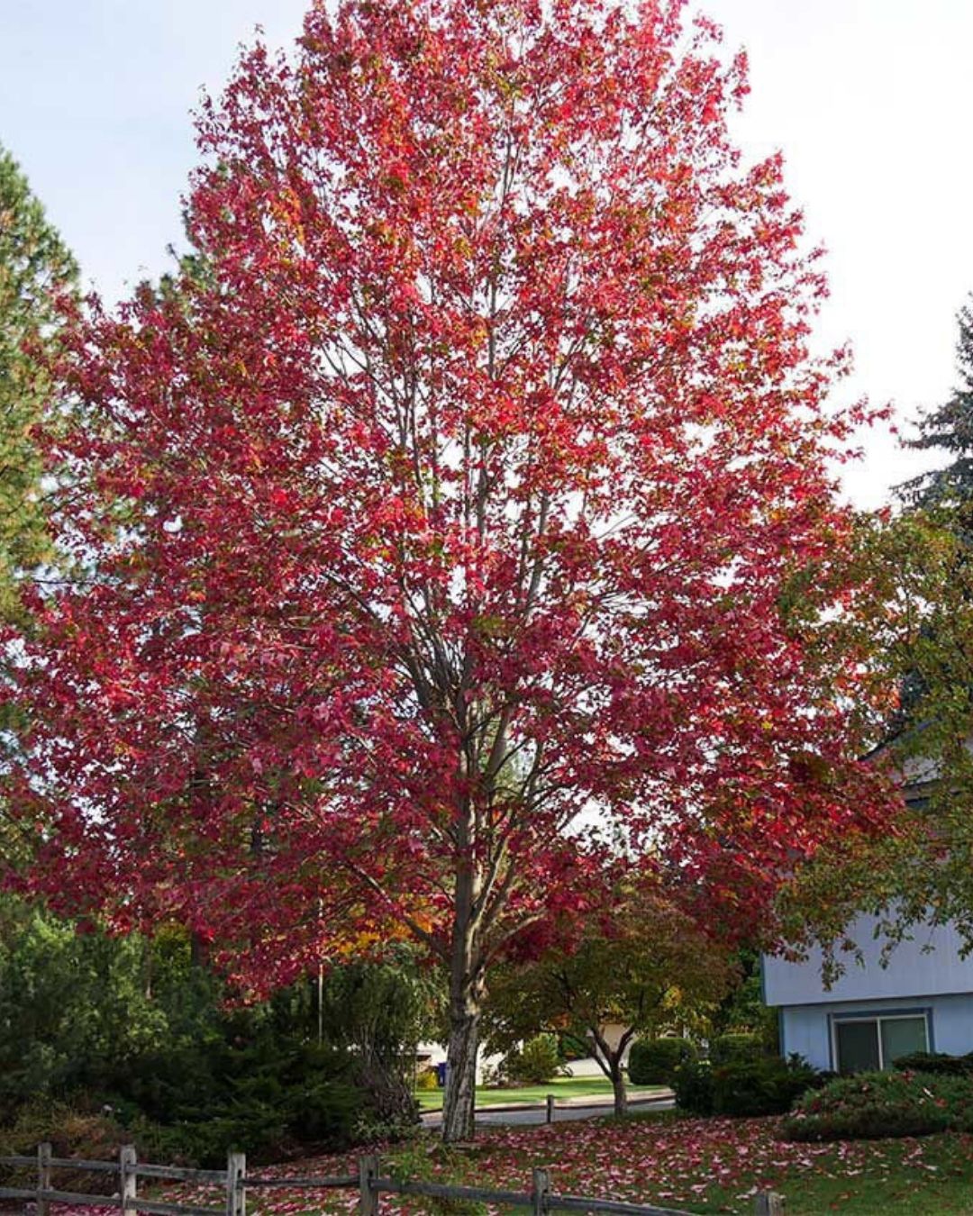 Red Maple #7 3/4"