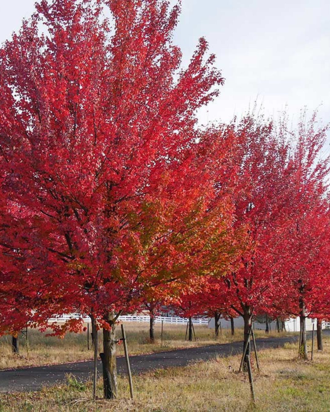 Red Maple #7 3/4"