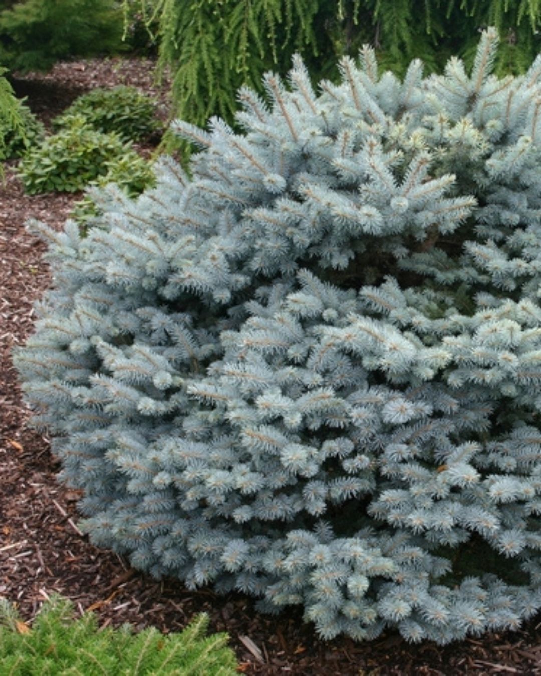 Globosa Spruce #5-Super 12"-15" (low graft)