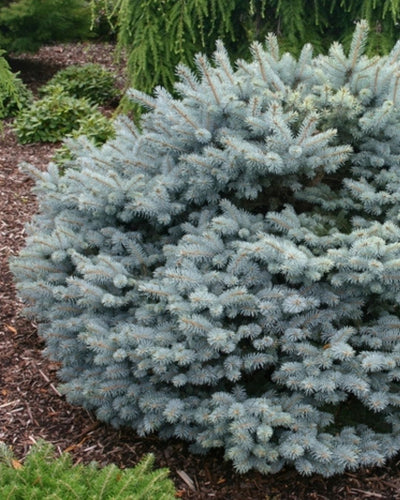 Globosa Spruce #5-Super 12"-15" (low graft)