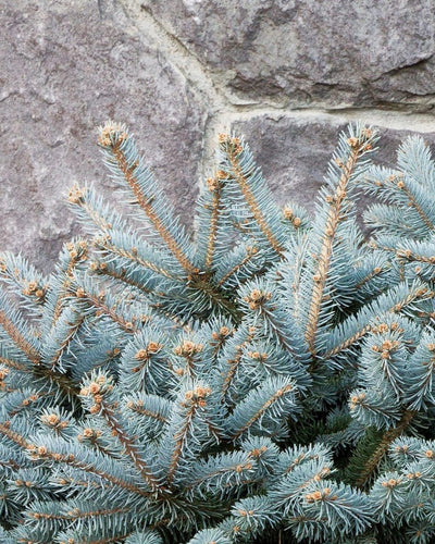 Globosa Spruce #5-Super 12"-15" (low graft)