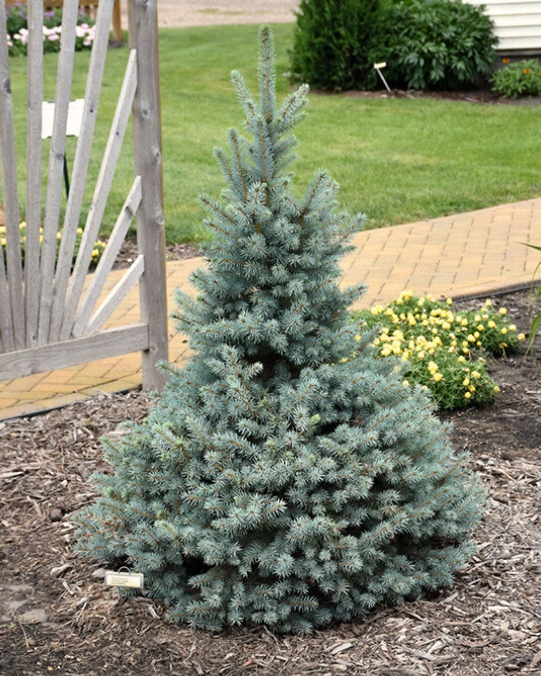 Sester Dwarf'® Spruce #7 30"-36"