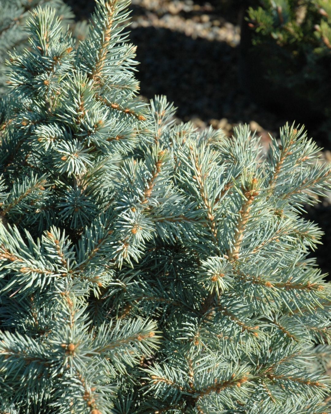 Sester Dwarf'® Spruce #7 30"-36"