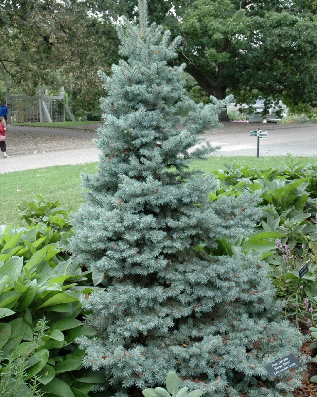 Sester Dwarf'® Spruce #7 30"-36"