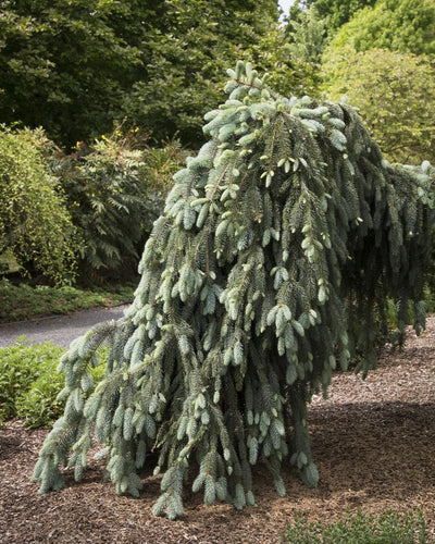 The Blues Weeping Spruce #10 3'-4' cg