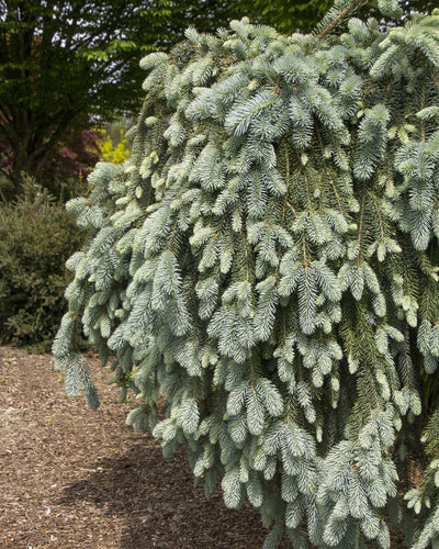 The Blues Weeping Spruce #10 3'-4' cg