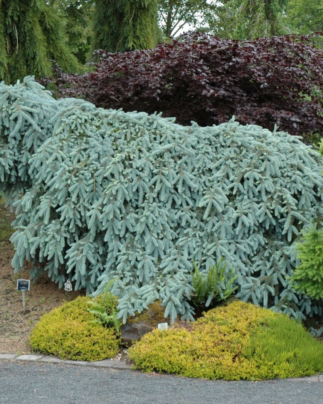 The Blues Weeping Spruce #10 3'-4' cg