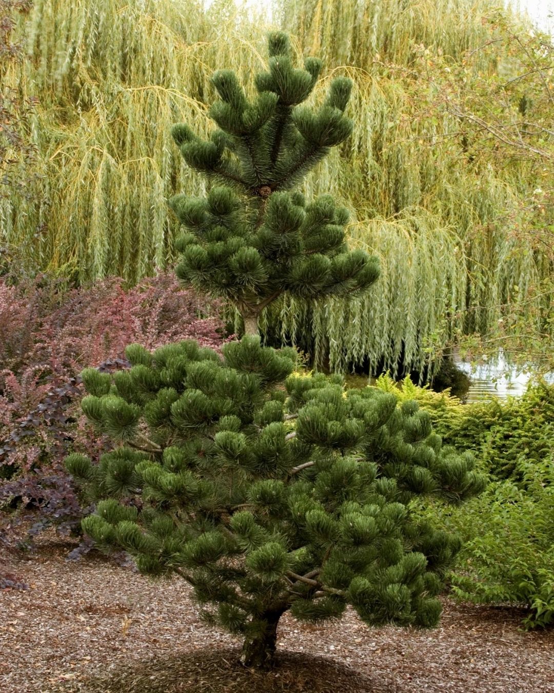 Oregon Green Austrian Pine #7 30"-36" cg