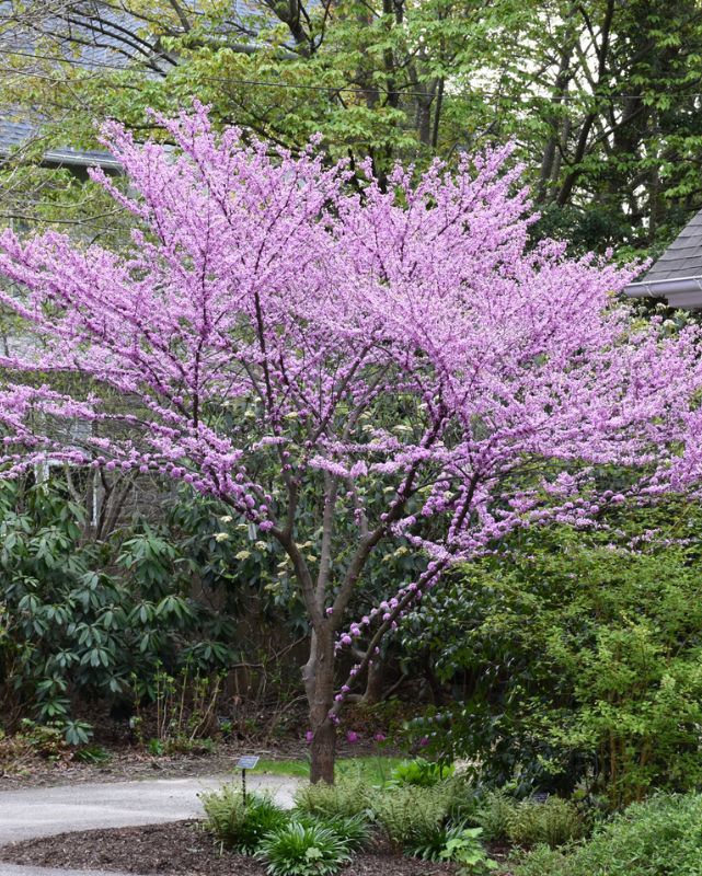 Cercis can. 'Alley Cat' #10C