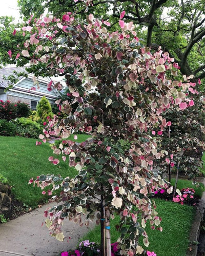 Cercis can. 'Carolina Sweetheart®' #10C