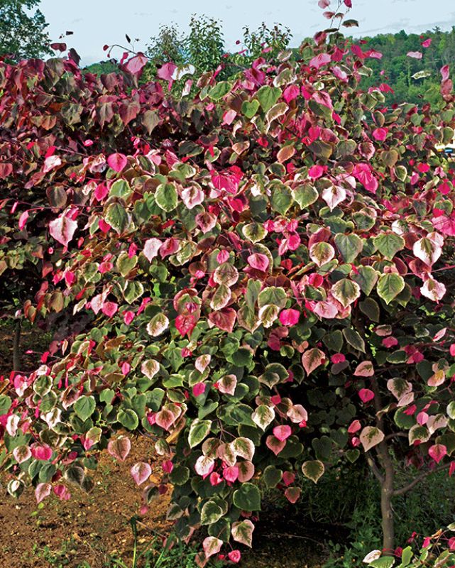 Cercis can. 'Carolina Sweetheart®' #10C