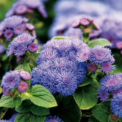 PW Ageratum, Artist Blue, 4.5