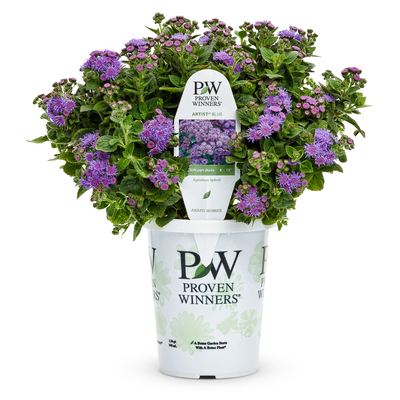 PW Ageratum, Artist Blue, 4.5