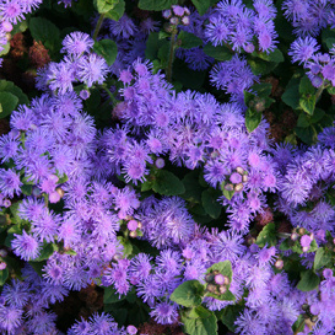 PW Ageratum, Artist Blue, 4.5