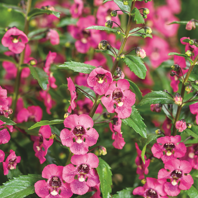 PW Angelonia, Angelface Perfectly Pink, 4.5