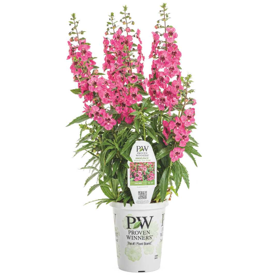 PW Angelonia, Angelface Perfectly Pink, 4.5